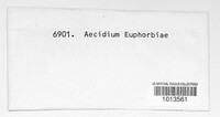 Endophyllum euphorbiae-sylvaticae image